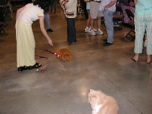 Austin Cat Fanciers 2003 show