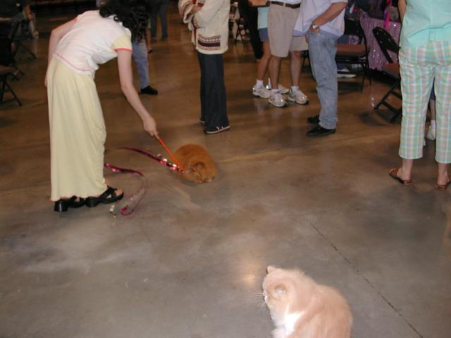 Austin Cat Fanciers 2003 show