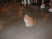 Austin Cat Fanciers 2003 show
