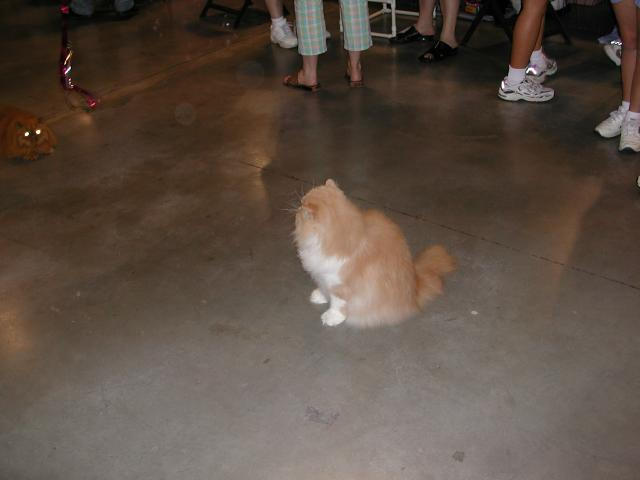 Austin Cat Fanciers 2003 show
