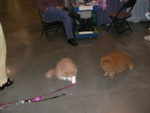 Austin Cat Fanciers 2003 show