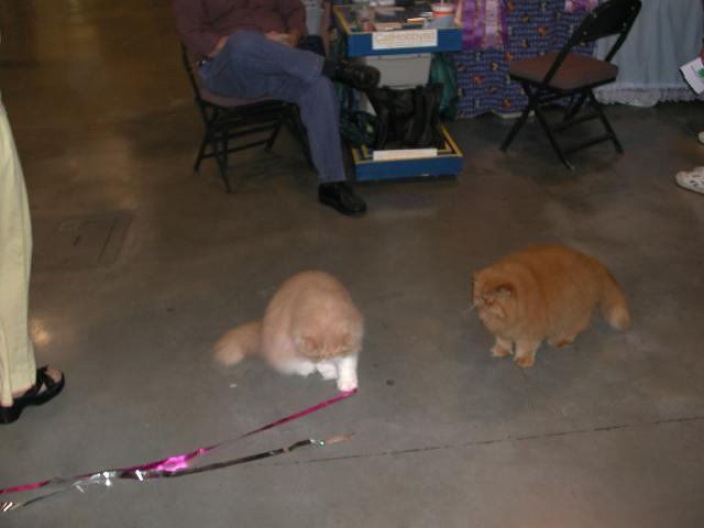 Austin Cat Fanciers 2003 show