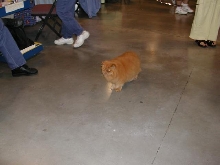 Austin Cat Fanciers 2003 show