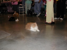 Austin Cat Fanciers 2003 show