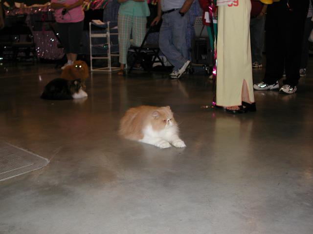 Austin Cat Fanciers 2003 show