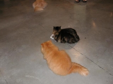 Austin Cat Fanciers 2003 show