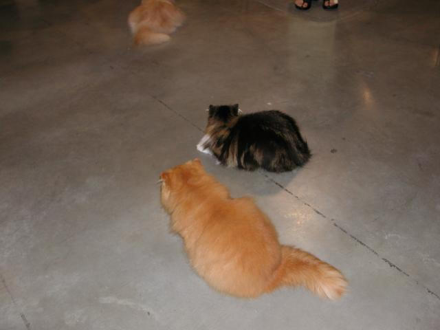 Austin Cat Fanciers 2003 show