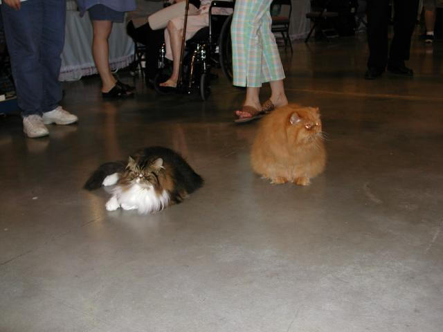 Austin Cat Fanciers 2003 show
