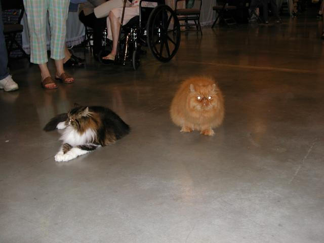 Austin Cat Fanciers 2003 show