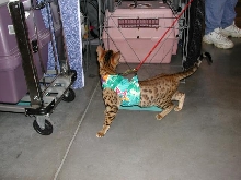 Austin Cat Fanciers 2003 show