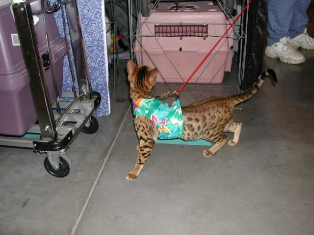 Austin Cat Fanciers 2003 show