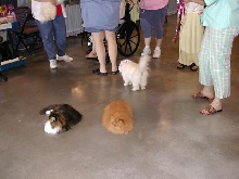 Austin Cat Fanciers 2003 show