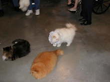 Austin Cat Fanciers 2003 show