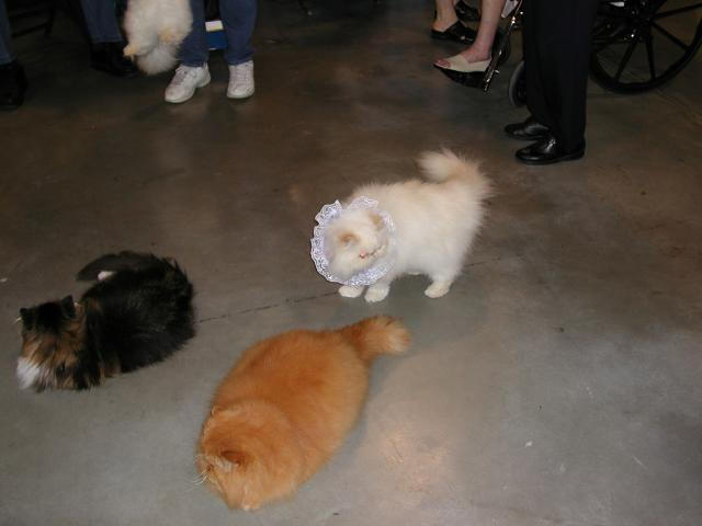 Austin Cat Fanciers 2003 show