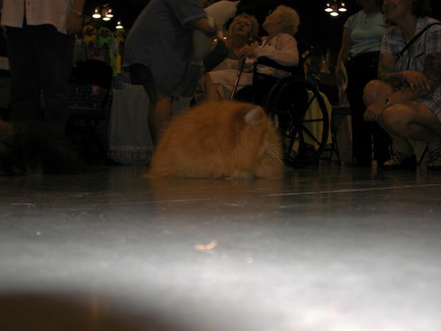 Austin Cat Fanciers 2003 show