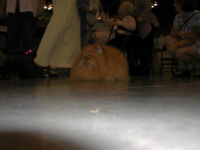 Austin Cat Fanciers 2003 show