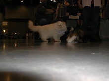 Austin Cat Fanciers 2003 show