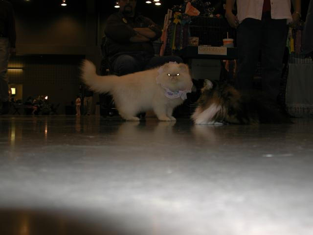 Austin Cat Fanciers 2003 show