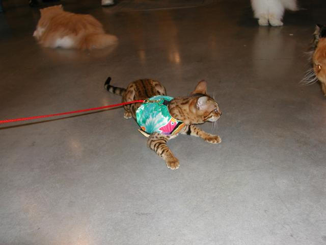 Austin Cat Fanciers 2003 show
