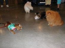 Austin Cat Fanciers 2003 show