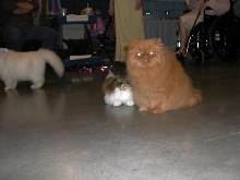 Austin Cat Fanciers 2003 show