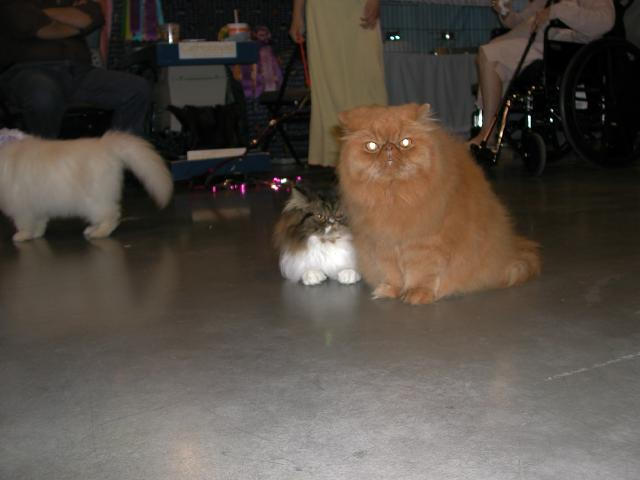 Austin Cat Fanciers 2003 show