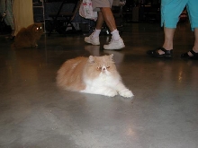 Austin Cat Fanciers 2003 show