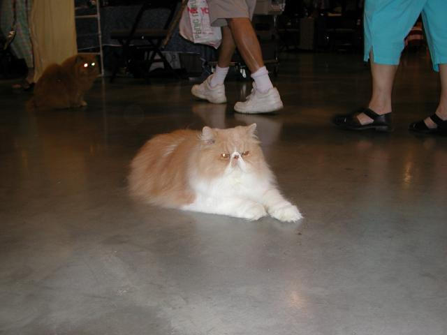Austin Cat Fanciers 2003 show