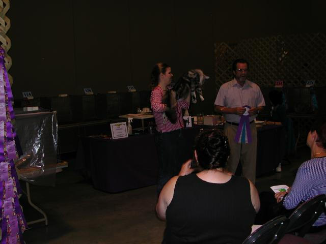 Austin Cat Fanciers 2003 show