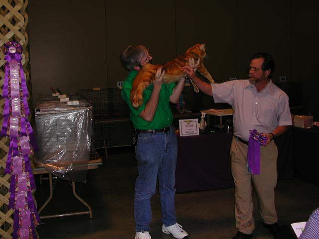 Austin Cat Fanciers 2003 show