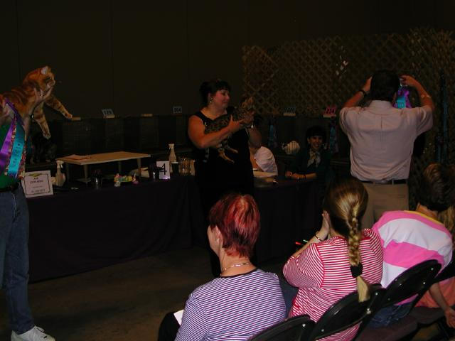 Austin Cat Fanciers 2003 show
