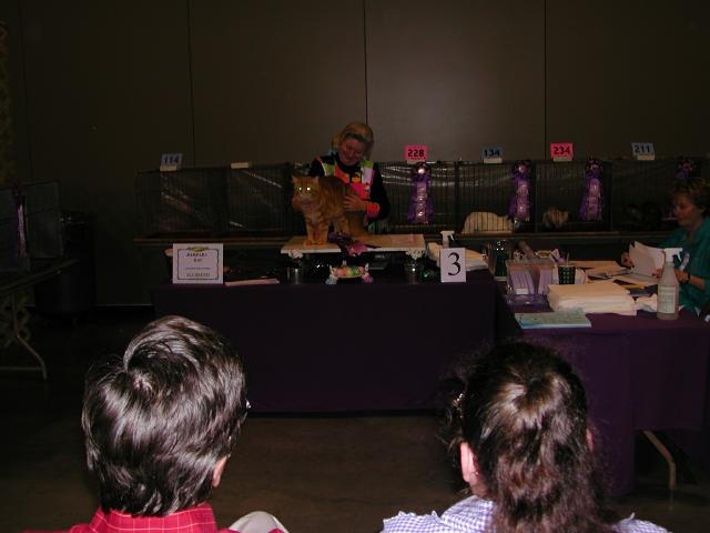 Austin Cat Fanciers 2003 show