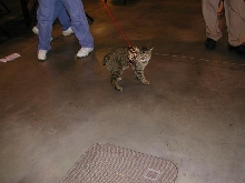 Austin Cat Fanciers 2003 show
