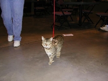 Austin Cat Fanciers 2003 show