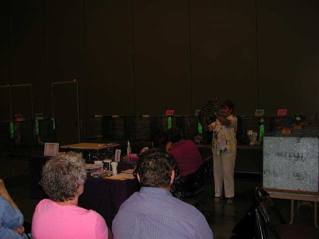Austin Cat Fanciers 2003 show