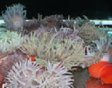 test photos