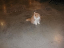 Austin Cat Fanciers 2003 show
