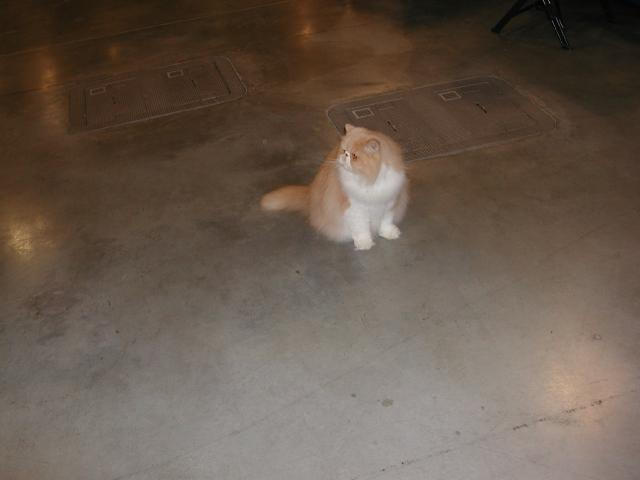 Austin Cat Fanciers 2003 show