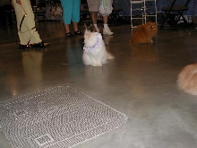 Austin Cat Fanciers 2003 show
