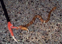 trans pecos copperhead