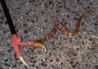 trans pecos copperhead