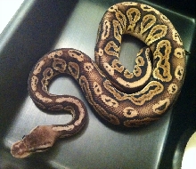 0.1 Black Pewter