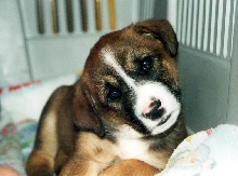 Murray