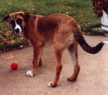 Murray (older)