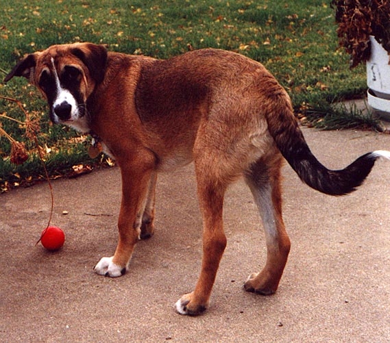 Murray (older)