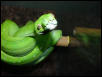 aru male