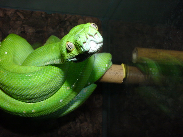 aru male
