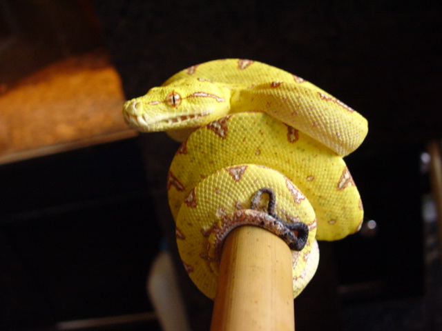 Baik female