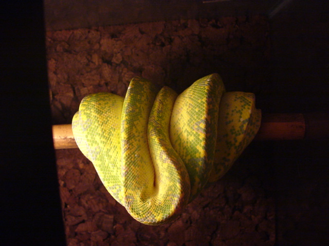 Biak Male