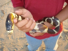 jamala wild caught 2